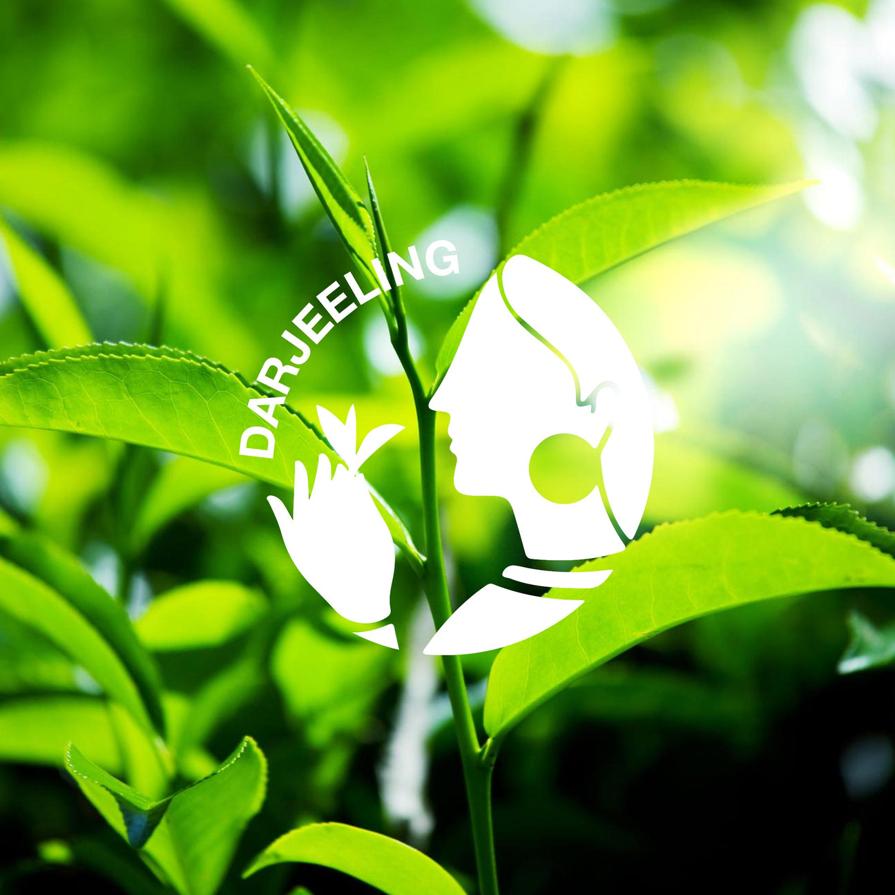 Darjeeling First Flush 2024 & 2025