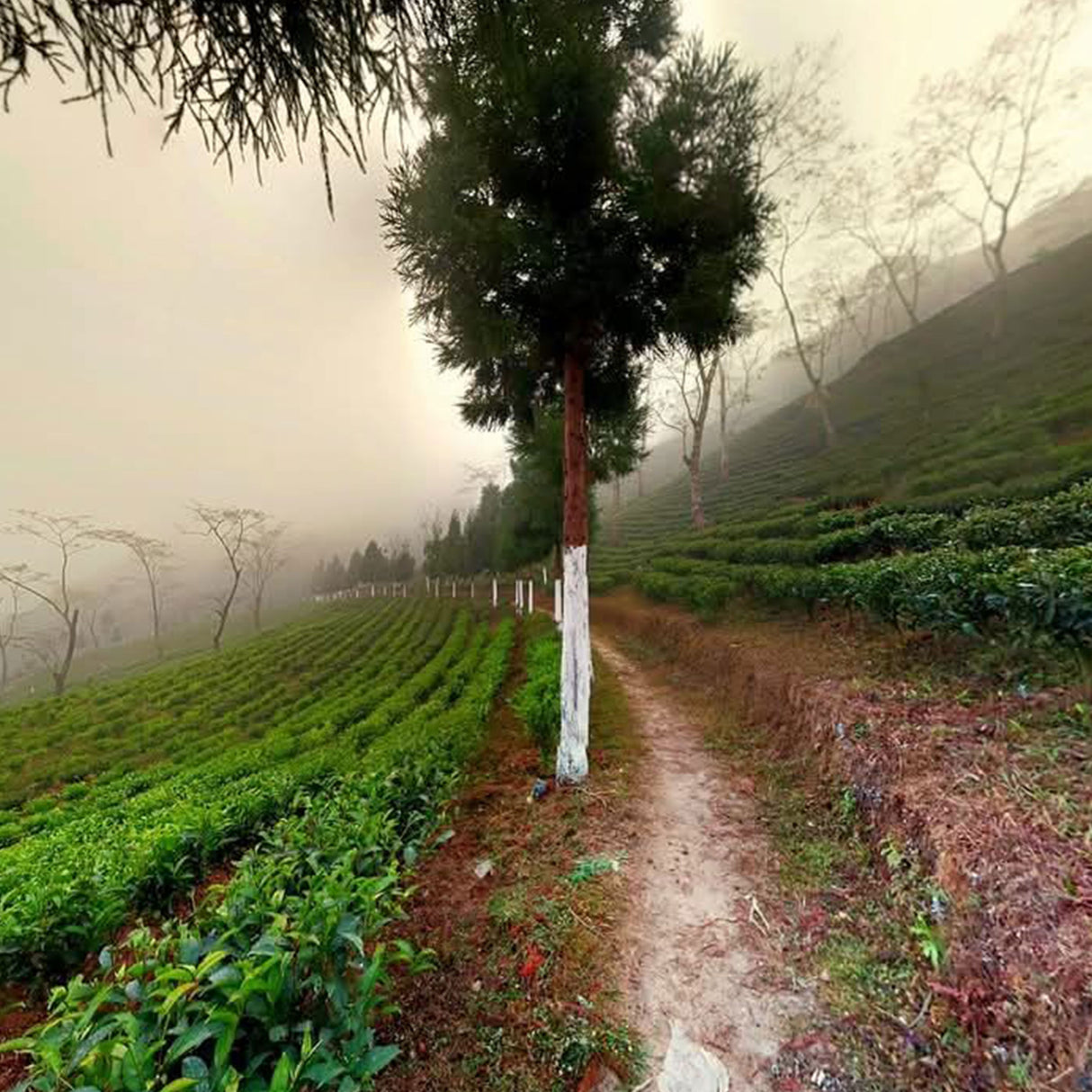 Darjeeling FTGFOP1 Badamtam EX1/25 - First Flush 2025