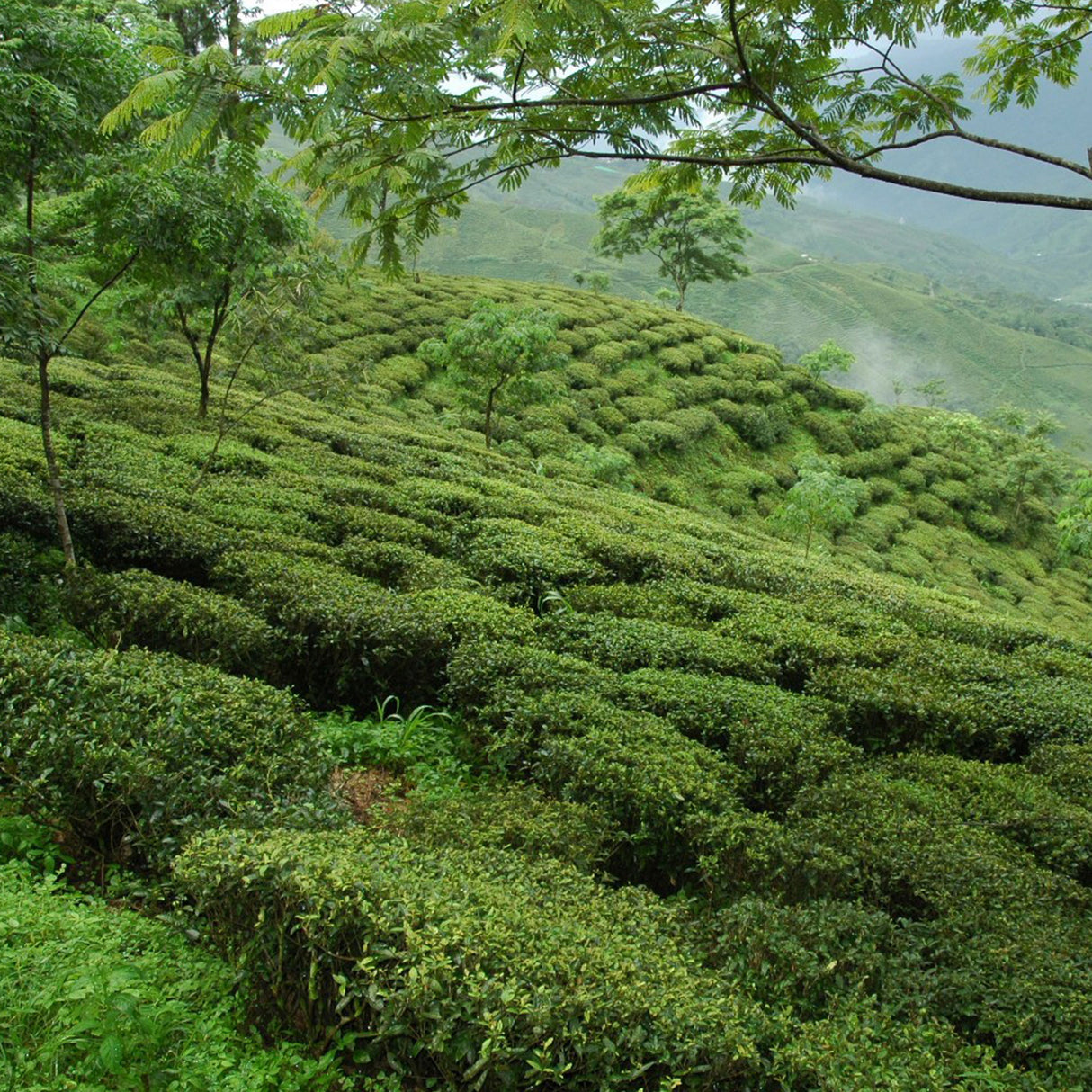 Darjeeling FTGFOP1 Seeyok DJ2/25 - First Flush 2025