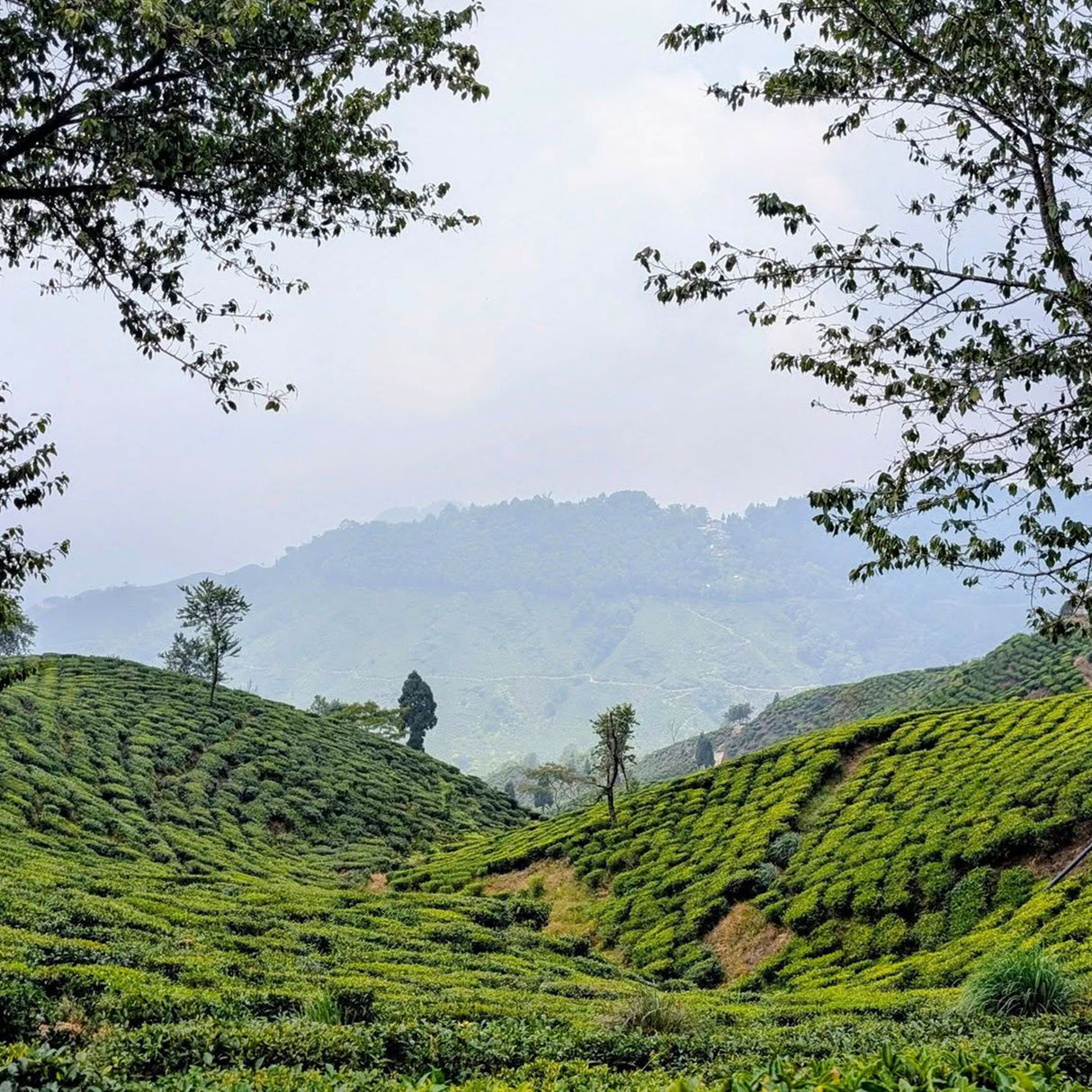 Darjeeling SFTGFOP Margaret's Hope1 HS - First Flush 2025