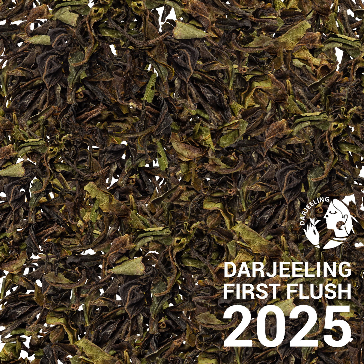 Darjeeling Poobong - First Flush 2025