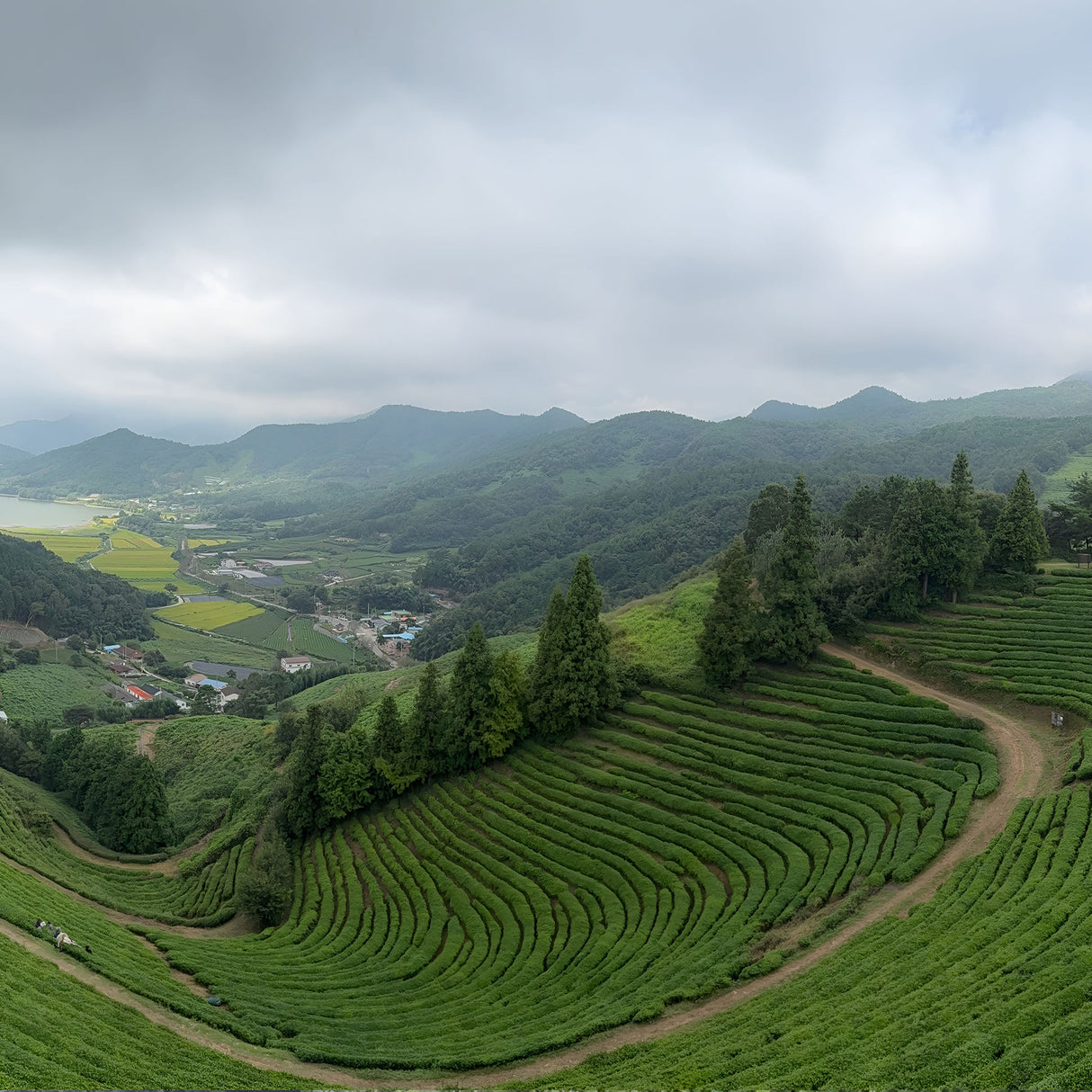 Green Gold: Korea's Global Tea Takeover