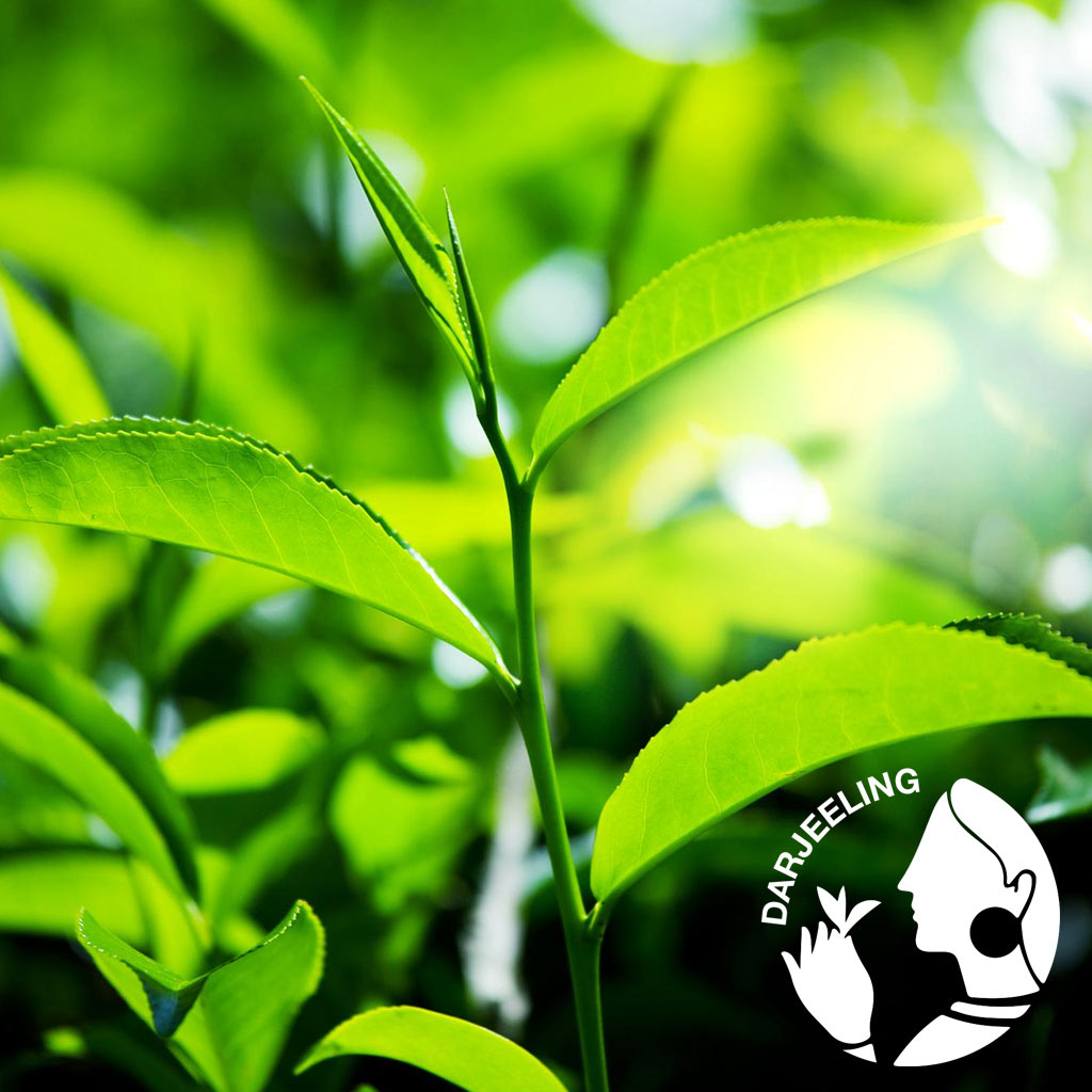 Darjeeling First Flush 2026