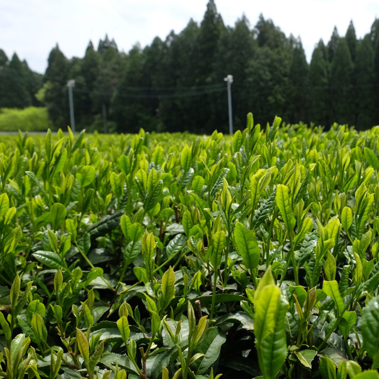 Sencha Yabukita