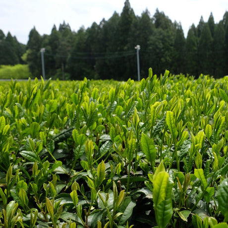 Sencha Yabukita