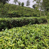 Yunnan Curly Golden Bud