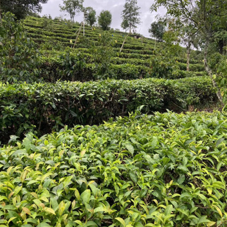 Yunnan Curly Golden Bud
