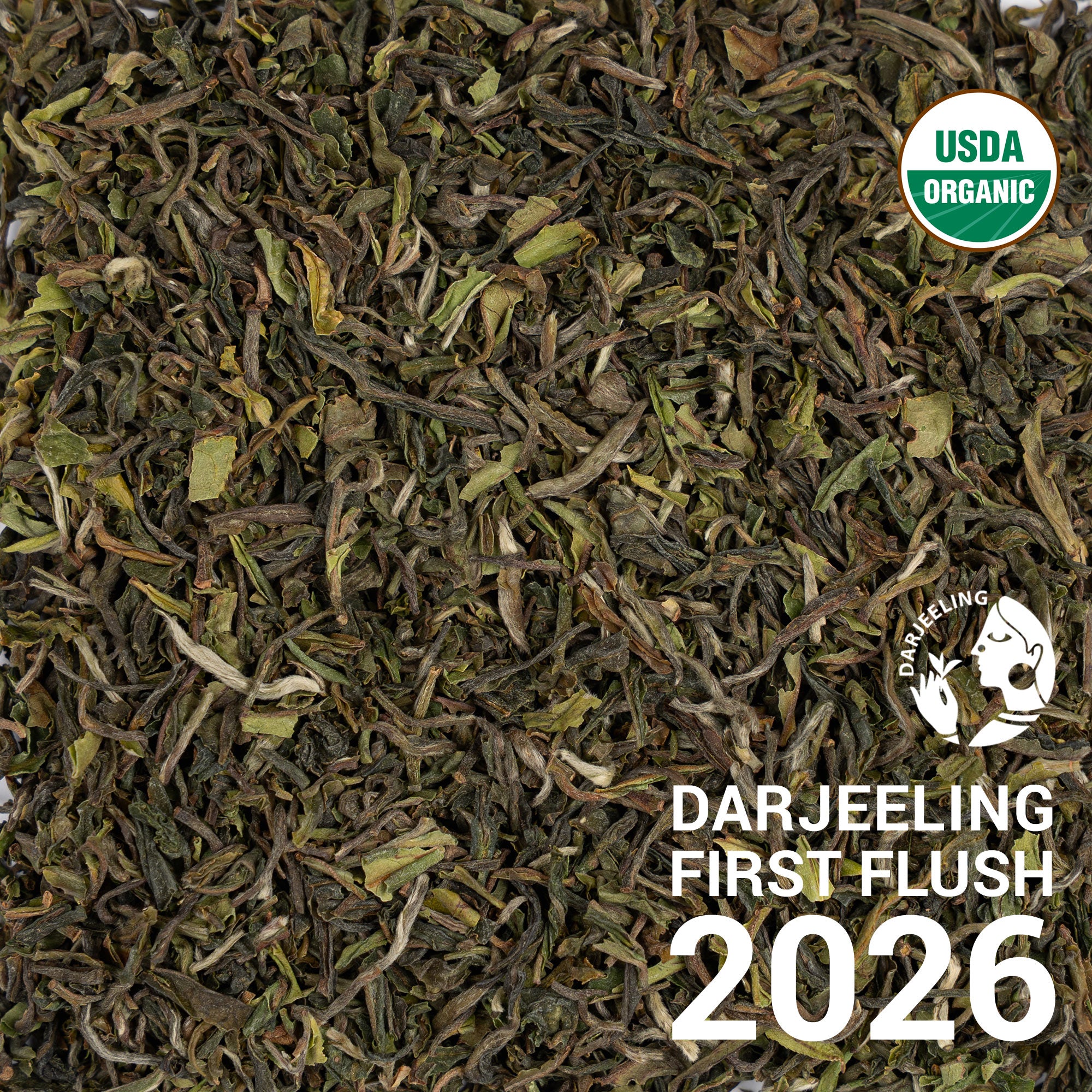 【中古】「非常に良い」DARJEELING LIMITED Darjeeling SFTGFOP1 Steinthal First Flush 2025 | Black Tea