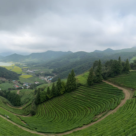 Green Gold: Korea's Global Tea Takeover