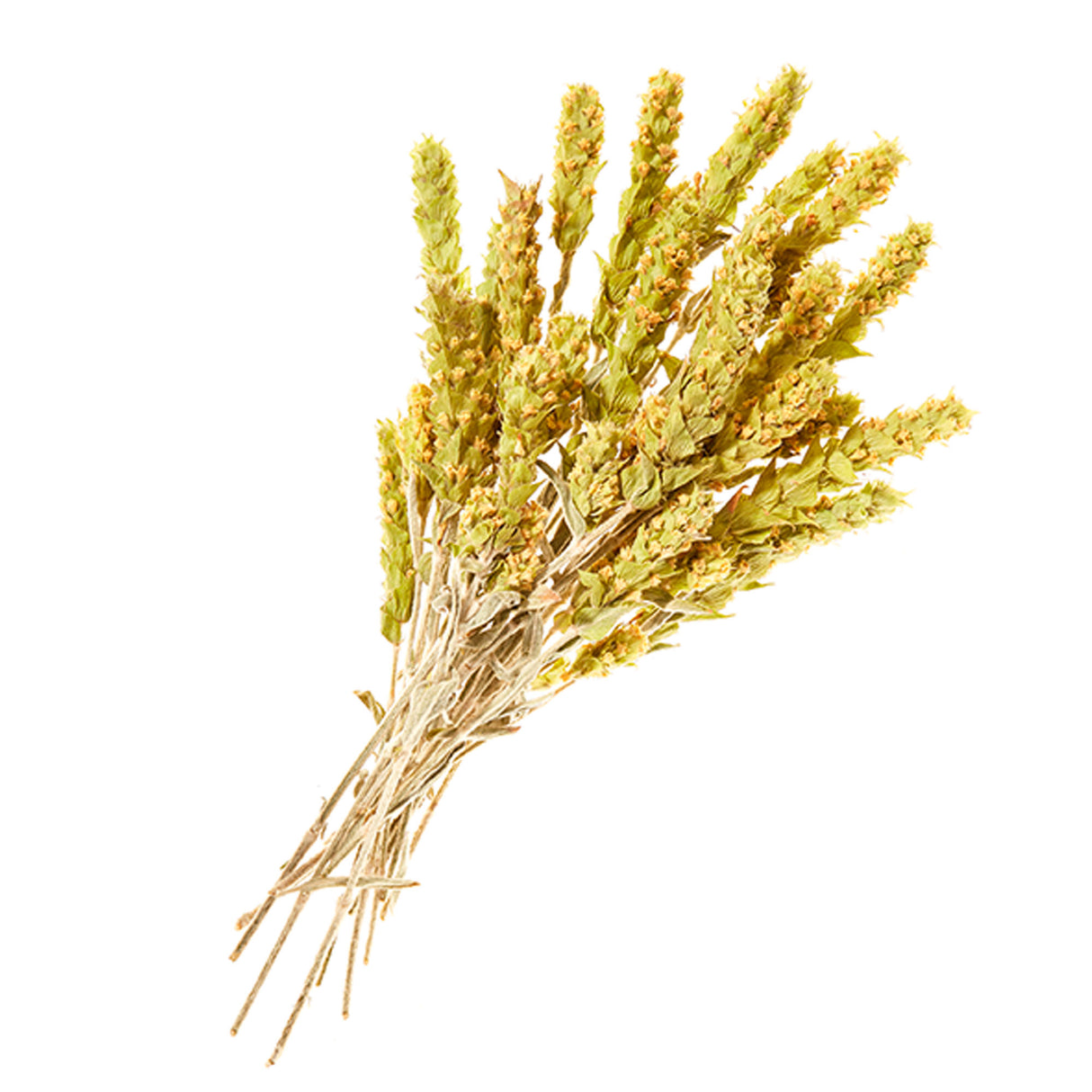 Greek Mountains Whole Panicles